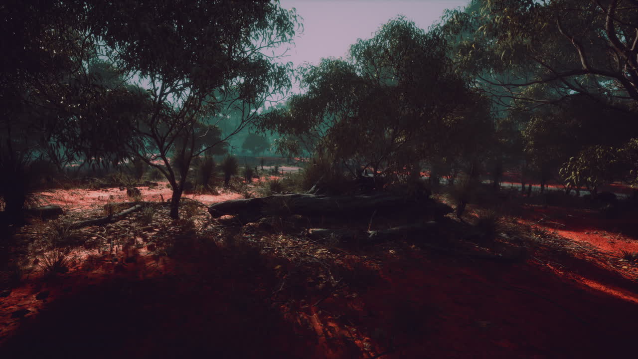 el interior de australia con árboles y arena amarilla