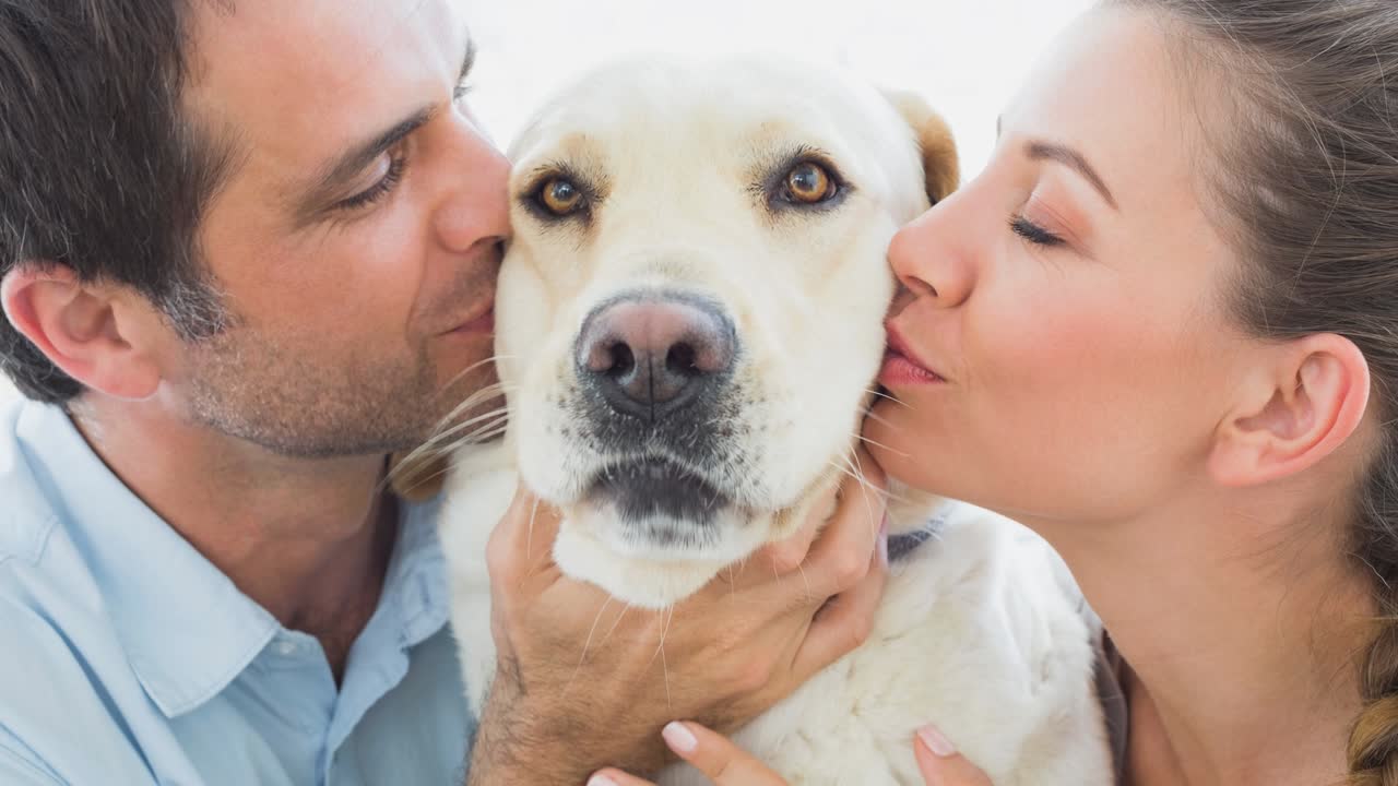 animación de un lindo perro de compañía labrador con una pareja feliz