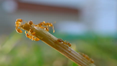 A macro close up of a lot of ants walking up a blade of grass and grouping at the edge and walking all over each other