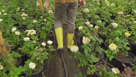 Feet-of-gardener-walking-in-greenhouse.