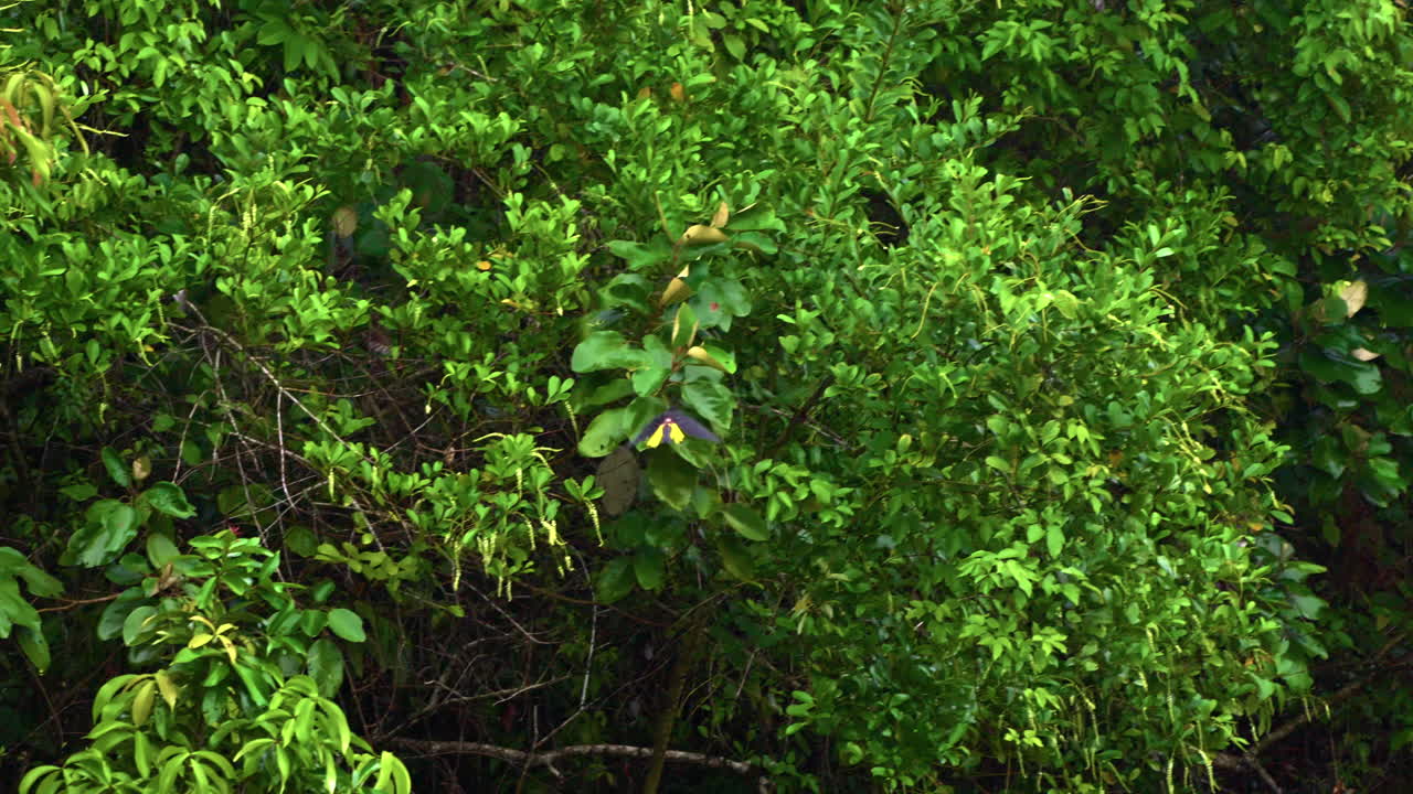 slow motion shot of a Crested Oropendola flying and landing on a branch in Panama