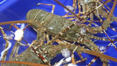 Langosta-Australiana-Fresca-Cruda-Viva-En-Un-Cubo-De-Agua-A-La-Venta-En-El-Mercado-De-Pescado-De-Tailandia