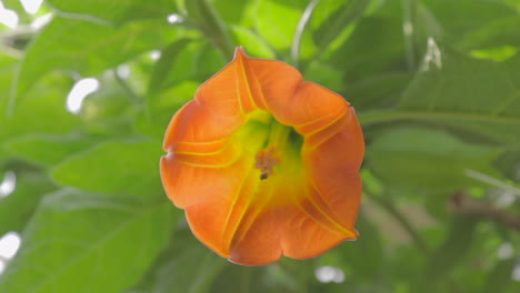 primer plano de la flor de trompeta naranja de brugmansia en la brisa