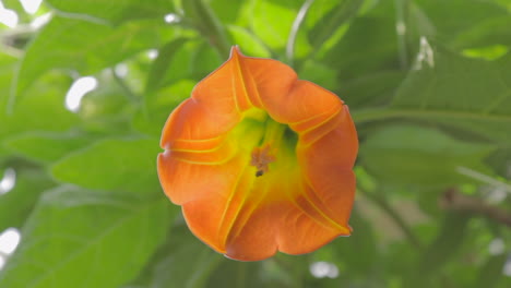 close up of brugmansia orange trumpet flower in breeze