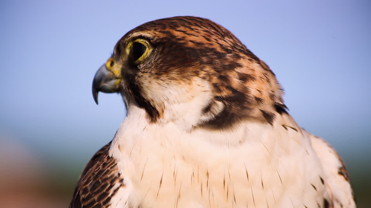 impresionante criatura emplumada con hermosos patrones de plumas, blanco y marrón