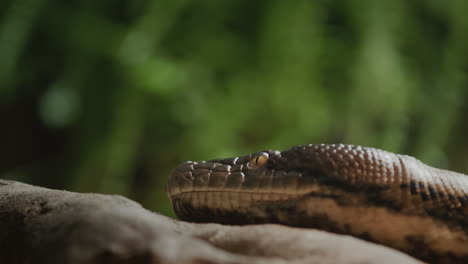 python lies on a dry tree branch, close-up of head