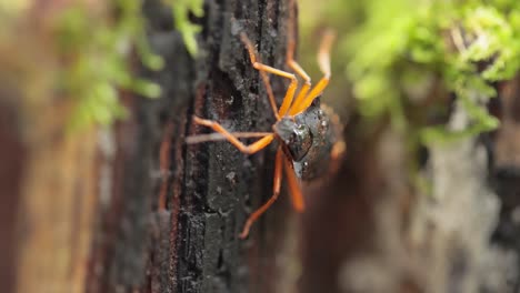 waldkäfer oder rotbeiniger schildkäfer (pentatoma rufipes) ist eine art schildkäfer der familie pentatomidae, die häufig in den meisten teilen europas vorkommt. sie bewohnt wälder, wälder, obstgärten und gärten