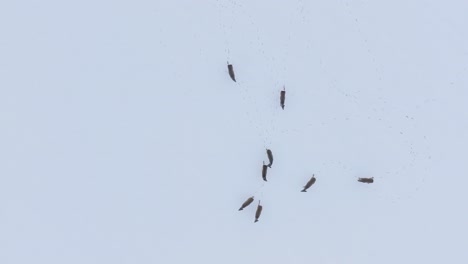 Vogelperspektive-Aus-Der-Vogelperspektive-Auf-Die-Europäische-Rehgruppe,-Die-Auf-Dem-Schneebedeckten-Landwirtschaftlichen-Feld-Läuft,-Bewölkter-Wintertag,-Weitwinkel-Umlaufdrohnenaufnahme