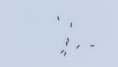 눈 덮인 농경지, 흐린 겨울날, 광각 궤도를 도는 드론 샷에서 달리는 유럽 노루 무리의 공중 조감도