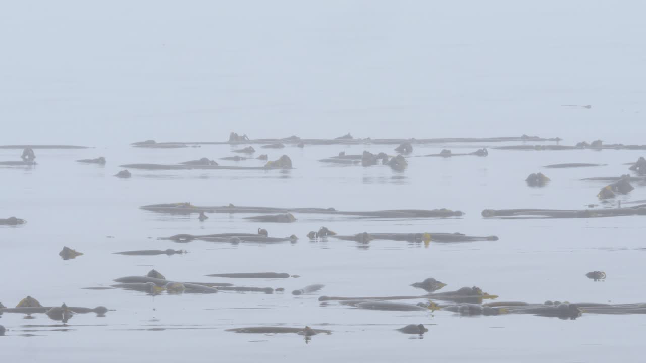 태평양에서 황소 다시마의 중간 샷