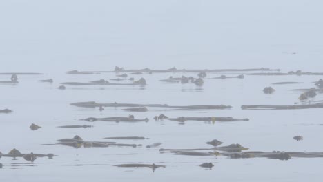 Medium-shot-of-bull-kelp-in-the-Pacific-Ocean