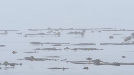 plano medio de algas marinas en el océano pacífico