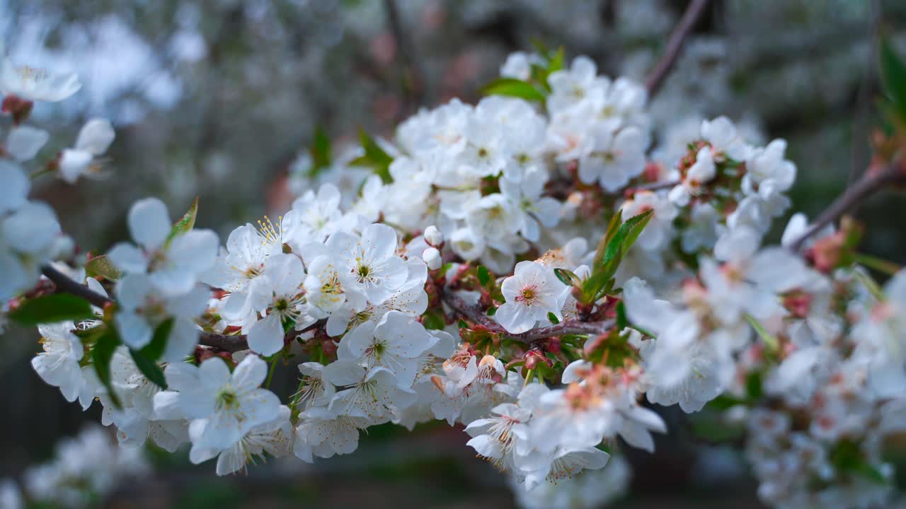 Flowering cherry branch in the wind in the sun. White cherry flowers with green leaves