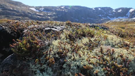 Primer-Plano-De-Musgo-De-Liquen-De-La-Tundra-ártica.-Se-Encuentra-Principalmente-En-áreas-De-La-Tundra-ártica-Y-La-Tundra-Alpina,-Y-Es-Extremadamente-Resistente-Al-Frío.-Cladonia-Rangiferina,-También-Conocida-Como-Liquen-De-Copa-De-Reno.