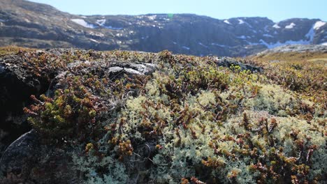 cladonia rangiferina, también conocida como liquen de copa de renos.