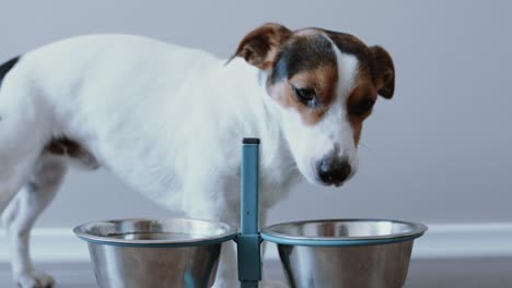 perro comiendo de su cuenco