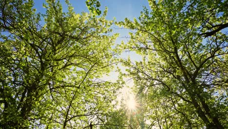 spring trees canopy