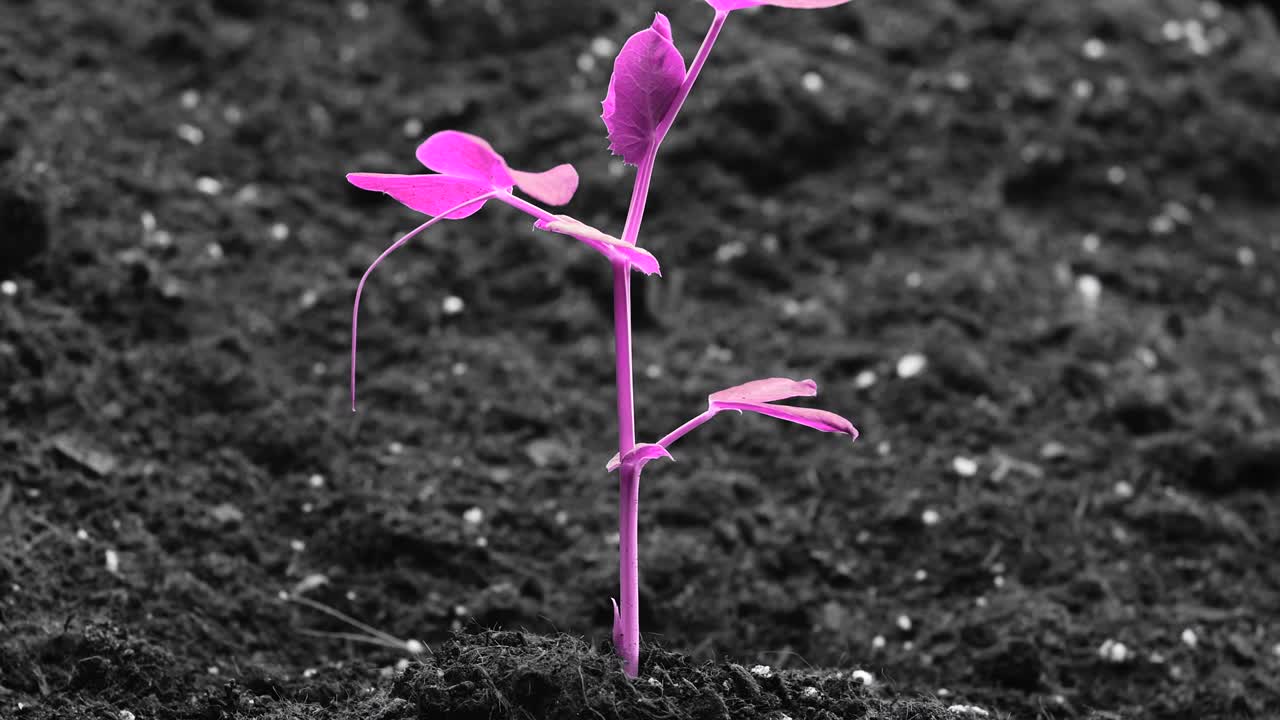 Concepto de arte colorido en bucle, planta rosa creciendo, diseño minimalista de stop motion, tendencia surrealista, magenta