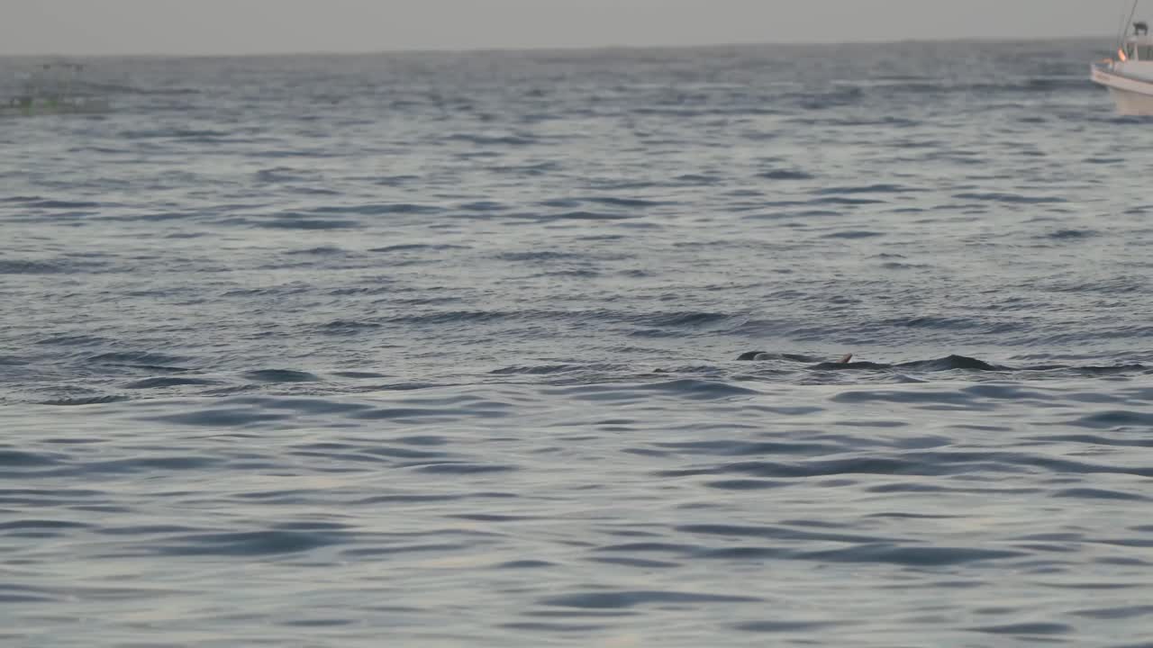 4k 몬테레이 베이 야생 동물