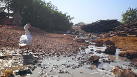 low following shot of a sewer waste water creek with plastic and animals like chickens and ducks drinking form the dirty water in poor african jungle desert village 50 fps