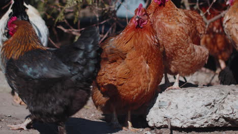 Free-range-one-white-domestic-rooster-chicken-on-a-small-rural-eco-farm,-hen-looking-at-camera