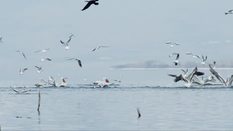 group of dalmatian pelican fish dive hunt lake kerkini greece