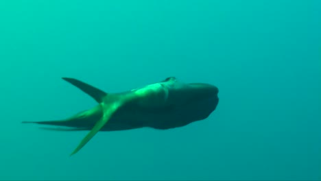 batfish swimming in slow motion towards camera in open ocean