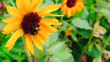 miel de abeja en girasol - macro