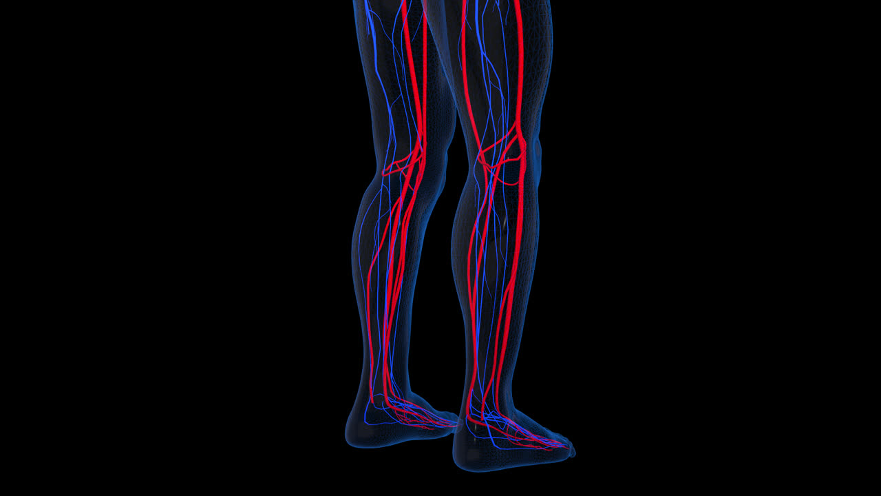 Human Leg Vascular System Anatomy