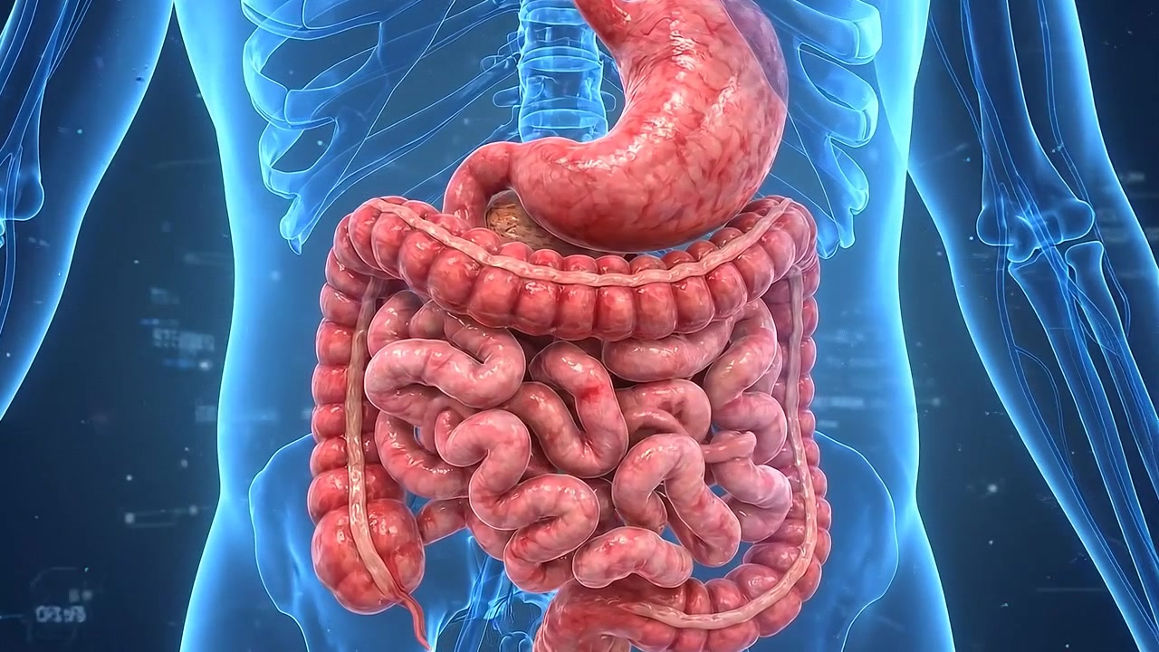 3D Medical Animation of Human Digestive System Anatomy