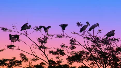 asian openbill stork , migratory birds on sunset