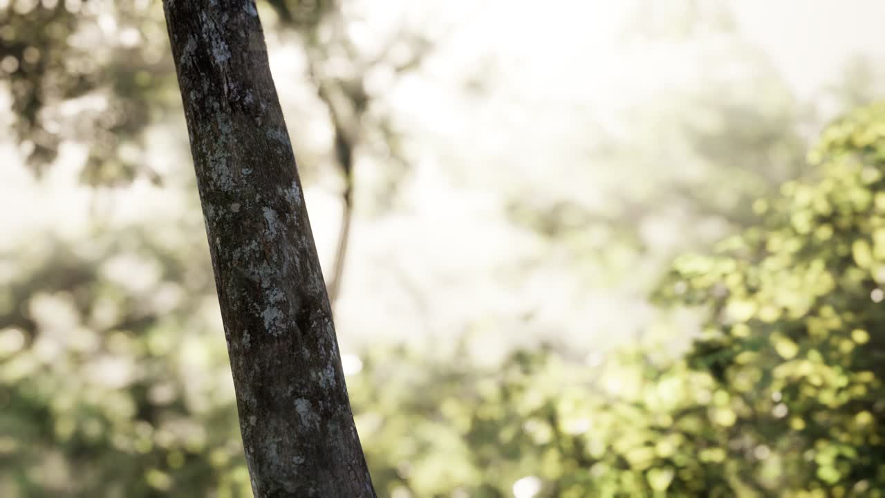 ⁇ 빛 은 안개 가 가득 한 숲 의 나무 들 을 통해  ⁇ 아져 나온다