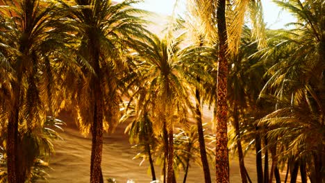 palm trees inside the dunes