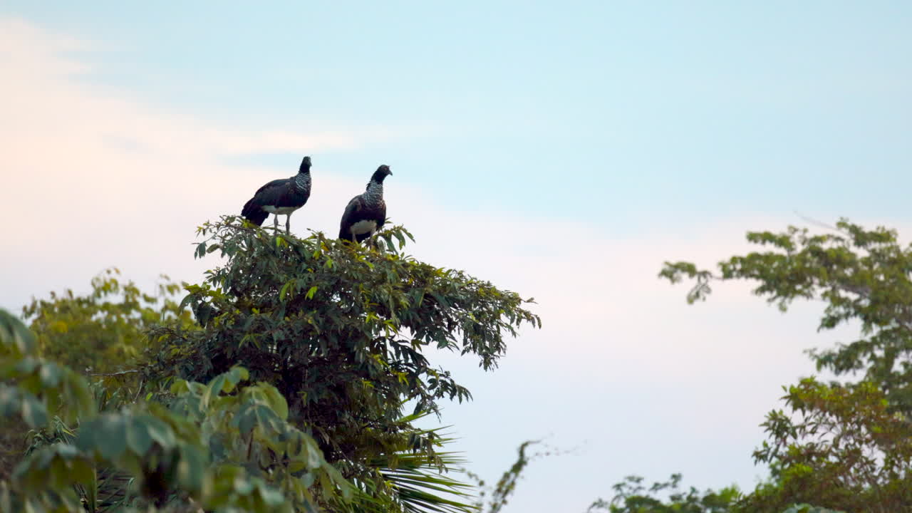 pájaro gritador con cuernos en la cima de un árbol cerca de la selva tropical