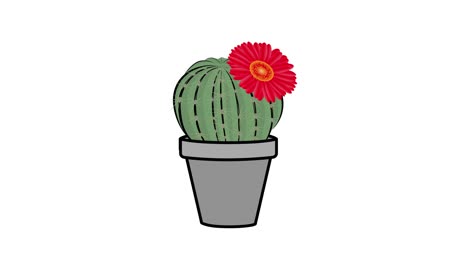 el cactus creció en una olla y floreció. ilustración de video.