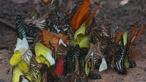 mariposas variadas y coloridas, caleidoscopio de mariposas acurrucadas juntas en un suelo húmedo comiendo minerales mientras otras vuelan como se ve en el parque nacional kaeng krachan en tailandia