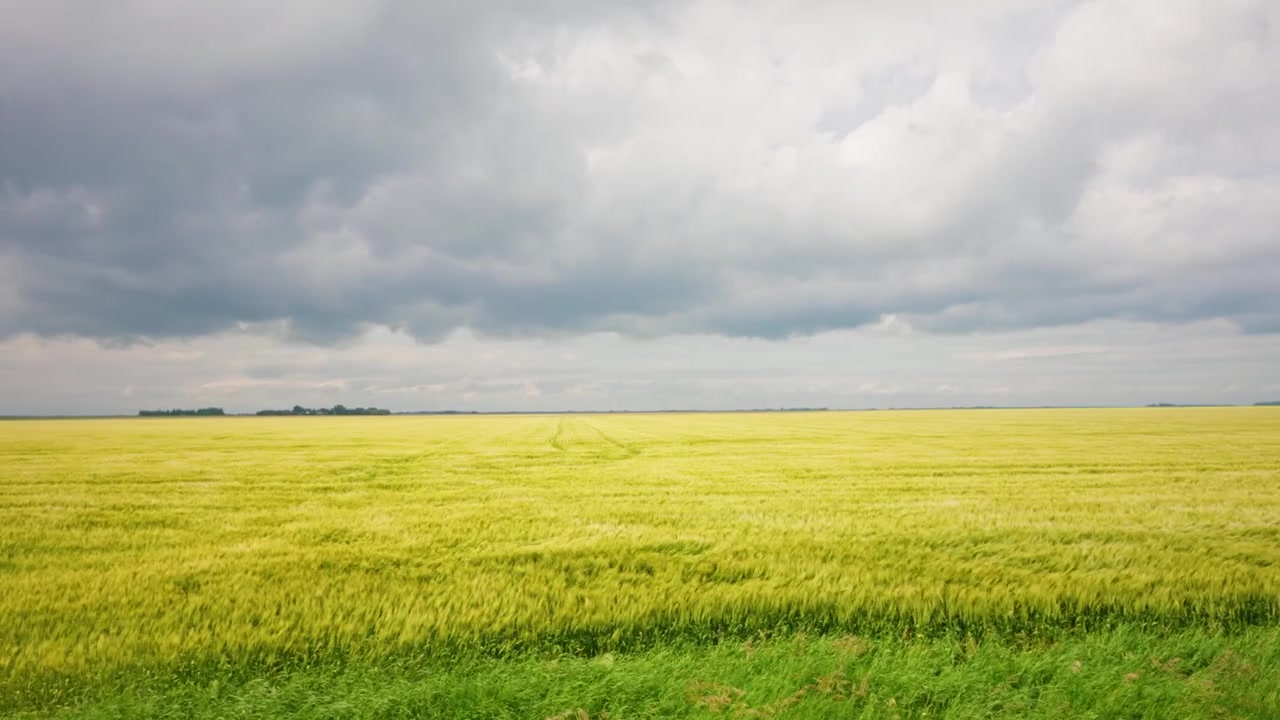 Panning drone shot of green wheat fields moving in the wind beneath a bright blue summer sky on the Canadian prairies