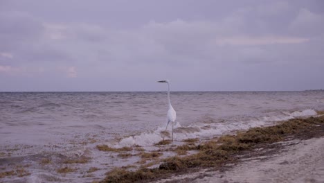 Eine-Zeitlupenaufnahme-Eines-Abhebenden-Vogels