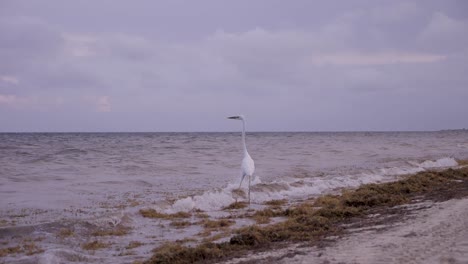 una toma en cámara lenta de un pájaro despegando