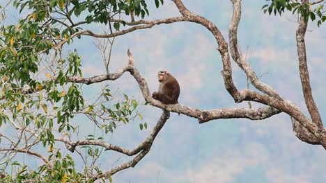 macaco de cola de cerdo del norte, macaca leonina, tailandia
