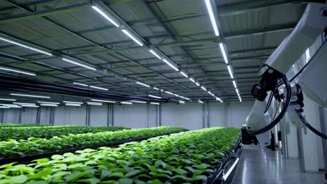 automated plant growing system in a modern greenhouse