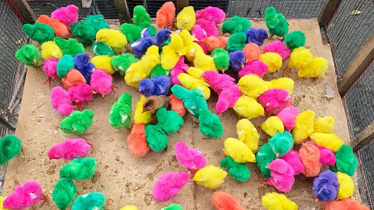 Small brightly colored chickens in cage fight over food, static