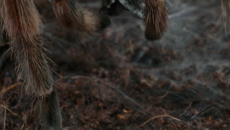 Tarantula-feet-and-webbing-on-the-ground