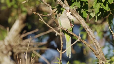 portrait shot of a beautiful monk parakeet, myiopsitta monachus perching on a tree branch, feeding on a piece of bread, munching slowly from its claw while dropping tiny crumbs during daytime