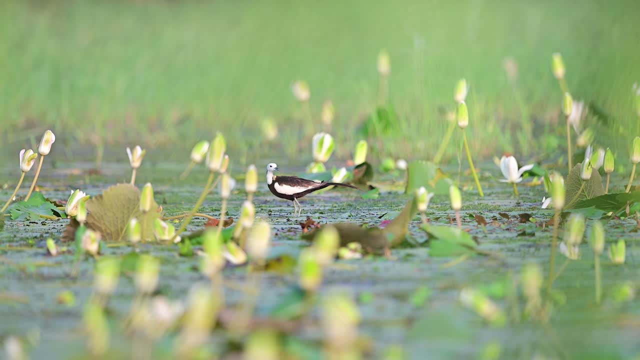 Pheasant-tailed Jacana  water bird in wetland