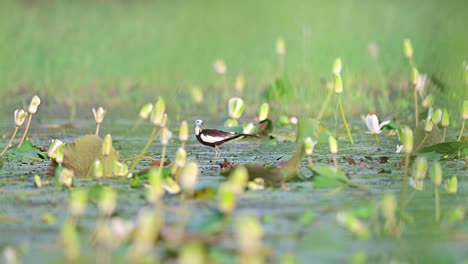 Ave-Acuática-Jacana-De-Cola-De-Faisán-En-Un-Humedal