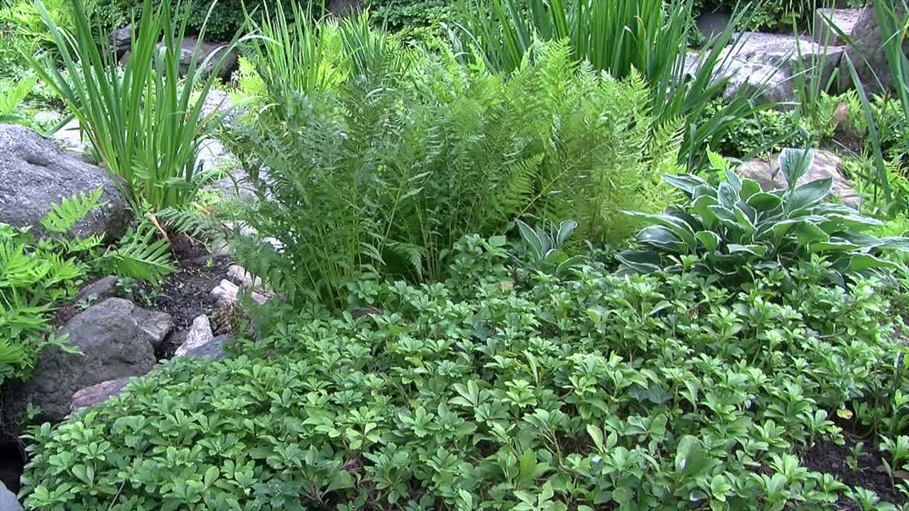 tiro de jib se mueve desde la pasarela de piedra pasando por el tronco de un pino hasta la vegetación en el jardín japonés