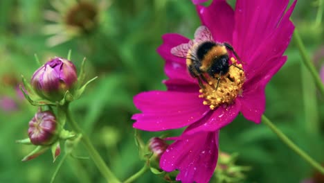 abeja encima de las flores florecientes del cosmos de apolo carmín