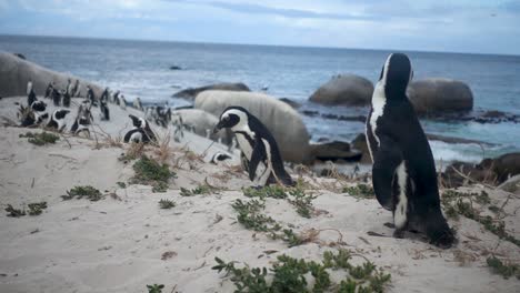 Zeitlupe-Eines-Afrikanischen-Pinguins,-Der-Mit-Anderen-Im-Hintergrund-Den-Kopf-Schüttelt