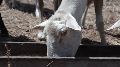 a close-up shot of sheep eating